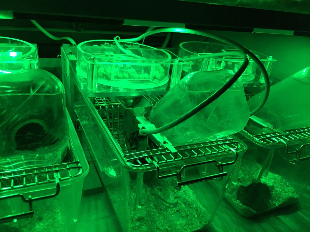 Cages with feeders